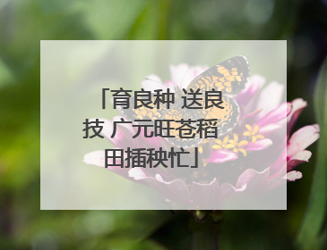 育良种 送良技 广元旺苍稻田插秧忙