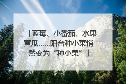 蓝莓、小番茄、水果黄瓜……阳台种小菜悄然变为“种小果”