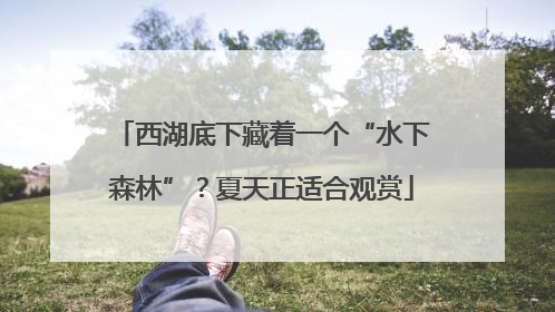 西湖底下藏着一个“水下森林”？夏天正适合观赏