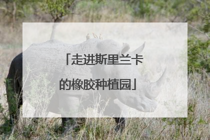 走进斯里兰卡的橡胶种植园