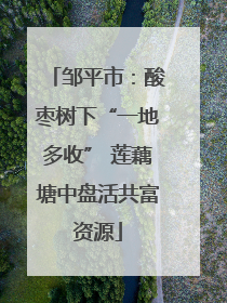 邹平市：酸枣树下“一地多收” 莲藕塘中盘活共富资源