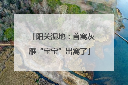 阳关湿地：首窝灰雁“宝宝”出窝了