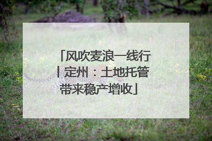 风吹麦浪一线行丨定州：土地托管带来稳产增收