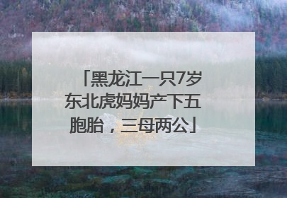 黑龙江一只7岁东北虎妈妈产下五胞胎，三母两公