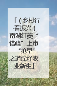 （乡村行·看振兴）南湖红菱“错峰”上市 “抢早”之道诠释农业新生