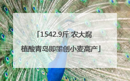 1542.9斤 农大腐植酸青岛即墨创小麦高产