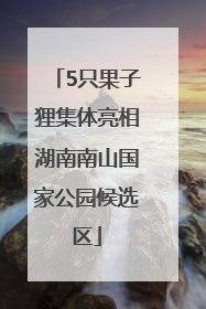 5只果子狸集体亮相湖南南山国家公园候选区